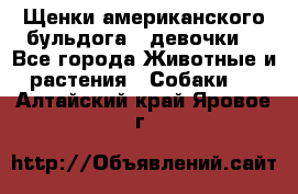 Щенки американского бульдога ( девочки) - Все города Животные и растения » Собаки   . Алтайский край,Яровое г.